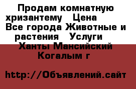 Продам комнатную хризантему › Цена ­ 250 - Все города Животные и растения » Услуги   . Ханты-Мансийский,Когалым г.